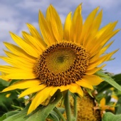 programmer gadungan - Sunflower